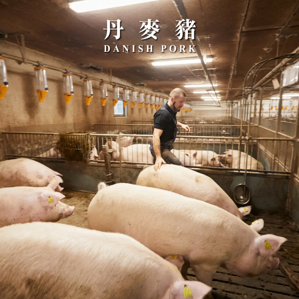 北歐丹麥豬