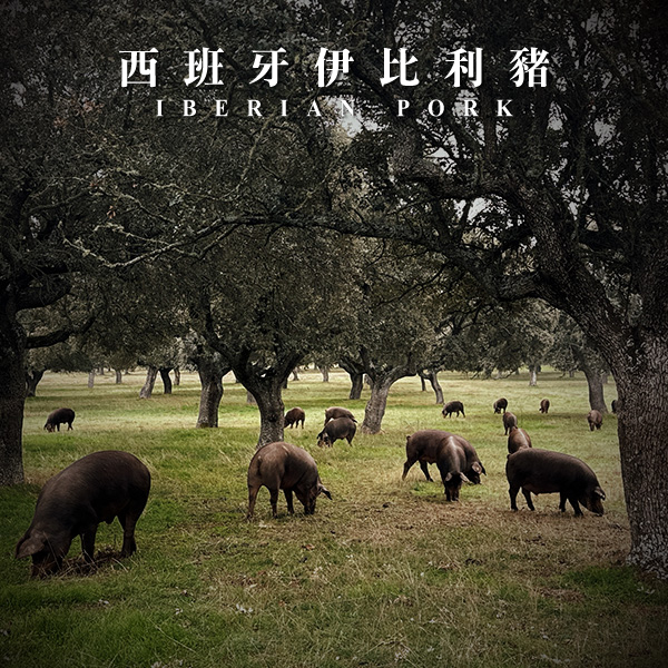 西班牙頂級伊比利豬